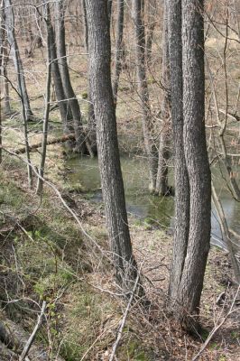 Slanské vrchy, Milíč, 28.3.2014
Prameniště Moravky pod Marockými loukami.



Klíčová slova: Slanské vrchy Milíč prameniště Moravky