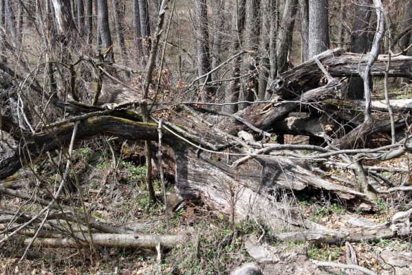 Slanské vrchy, Milíč, 28.3.2014
Prameniště Moravky pod Marockými loukami.
Mots-clés: Slanské vrchy Milíč prameniště Moravky