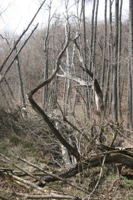 Slanské vrchy, Milíč, 28.3.2014
Prameniště Moravky pod Marockými loukami.



Klíčová slova: Slanské vrchy Milíč prameniště Moravky