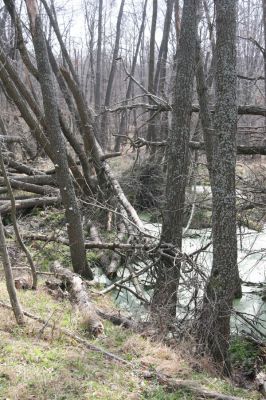 Slanské vrchy, Milíč, 28.3.2014
Prameniště Moravky pod Marockými loukami.



Klíčová slova: Slanské vrchy Milíč prameniště Moravky
