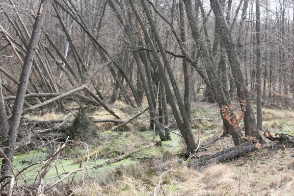 Slanské vrchy, Milíč, 28.3.2014
Prameniště Moravky pod Marockými loukami.



Klíčová slova: Slanské vrchy Milíč prameniště Moravky