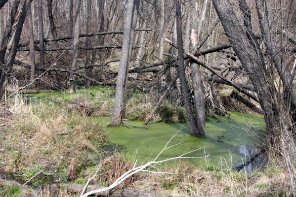 Slanské vrchy, Milíč, 28.3.2014
Prameniště Moravky pod Marockými loukami.



Klíčová slova: Slanské vrchy Milíč prameniště Moravky