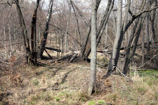 Slanské vrchy, Milíč, 28.3.2014
Prameniště Moravky pod Marockými loukami.


Schlüsselwörter: Slanské vrchy Milíč prameniště Moravky