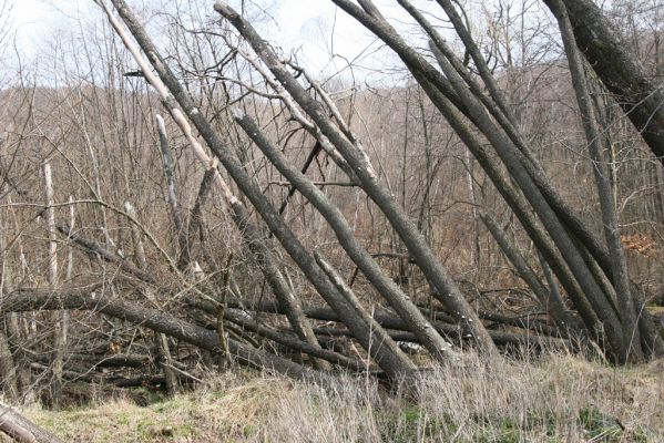 Slanské vrchy, Milíč, 28.3.2014
Prameniště Moravky pod Marockými loukami.


Klíčová slova: Slanské vrchy Milíč prameniště Moravky