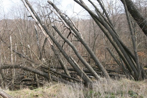 Slanské vrchy, Milíč, 28.3.2014
Prameniště Moravky pod Marockými loukami.


Schlüsselwörter: Slanské vrchy Milíč prameniště Moravky