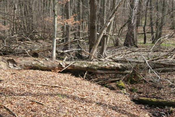Slanské vrchy, Milíč, 28.3.2014
Moravk pod Marockými loukami.



Klíčová slova: Slanské vrchy Milíč prameniště Moravky