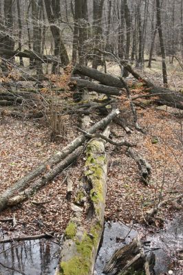 Slanské vrchy, Milíč, 28.3.2014
Moravka pod Marockými loukami.


Klíčová slova: Slanské vrchy Milíč prameniště Moravky