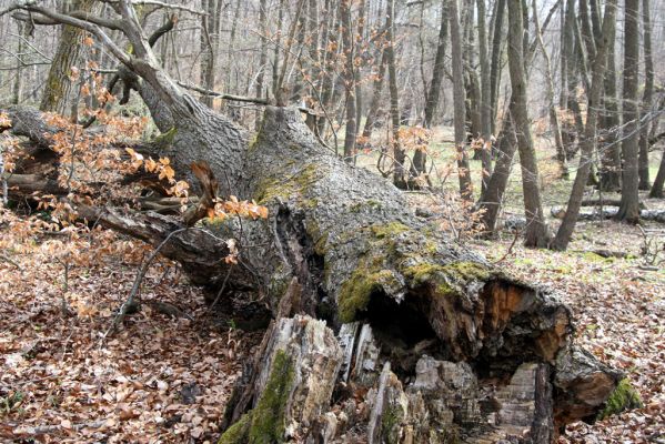 Slanské vrchy, Milíč, 28.3.2014
Prasklý dub u prameniště Moravky pod Marockými loukami.



Klíčová slova: Slanské vrchy Milíč prameniště Moravky