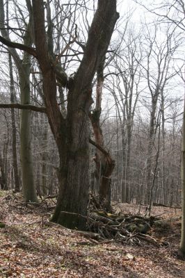 Slanské vrchy, Milíč, 28.3.2014
Dub na okraji prameniště Moravky pod Marockými loukami.


Mots-clés: Slanské vrchy Milíč prameniště Moravky