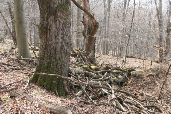 Slanské vrchy, Milíč, 28.3.2014
les u prameniště Moravky pod Marockými loukami.



Klíčová slova: Slanské vrchy Milíč prameniště Moravky