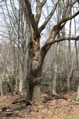 Slanské vrchy, Milíč, 28.3.2014
Dub u prameniště Moravky pod Marockými loukami.


Klíčová slova: Slanské vrchy Milíč prameniště Moravky