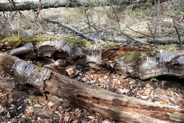 Slanské vrchy, Milíč, 28.3.2014
Trouchnivý kmen třešně osídlený kovaříky Ampedus pomorum a roháčky Aesalus scarabaeoides.


Schlüsselwörter: Slanské vrchy Milíč Karólyho lovecký zámeček Ampedus pomorum Aesalus scarabaeoides