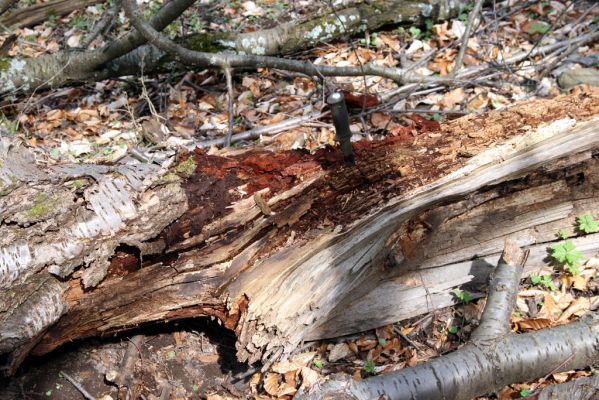 Slanské vrchy, Milíč, 28.3.2014
Les u Moravky nedaleko Karólyho loveckého zámečku. Trouchnivý kmen třešně osídlený kovaříky Ampedus pomorum a roháčky Aesalus scarabaeoides.



Keywords: Slanské vrchy Milíč Karólyho lovecký zámeček Ampedus pomorum Aesalus scarabaeoides