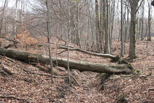 Slanské vrchy, Milíč, 28.3.2014
Les u Moravky nedaleko Karólyho loveckého zámečku.
Mots-clés: Slanské vrchy Milíč Karólyho lovecký zámeček