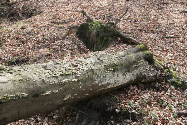 Slanské vrchy, Milíč, 28.3.2014
PAdlý buk v lese u Moravky nedaleko Karólyho loveckého zámečku.



Mots-clés: Slanské vrchy Milíč Karólyho lovecký zámeček