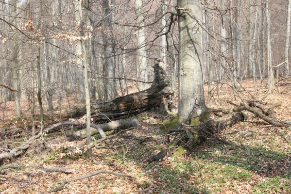 Slanské vrchy, Milíč, 28.3.2014
Bukový les u Karólyho loveckého zámečku.



Schlüsselwörter: Slanské vrchy Milíč Karólyho lovecký zámeček