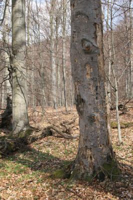 Slanské vrchy, Milíč, 28.3.2014
Bukový les u Karólyho loveckého zámečku.



Mots-clés: Slanské vrchy Milíč Karólyho lovecký zámeček