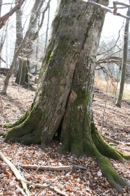 Slanské vrchy, Milíč, 28.3.2014
Bukový les u Karólyho loveckého zámečku.



Schlüsselwörter: Slanské vrchy Milíč Karólyho lovecký zámeček Ischnodes sanguinicollis