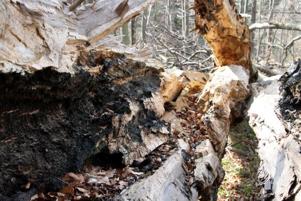Slanské vrchy, Milíč, 28.3.2014
Prasklý buk v lese u Karólyho loveckého zámečku.



Schlüsselwörter: Slanské vrchy Milíč Karólyho lovecký zámeček