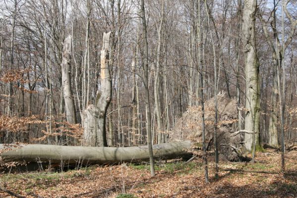 Slanské vrchy, Milíč, 28.3.2014
Bukový les u Karólyho loveckého zámečku.


Mots-clés: Slanské vrchy Milíč Karólyho lovecký zámeček