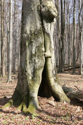 Slanské vrchy, Milíč, 28.3.2014
Bukový les u Karólyho loveckého zámečku.



Klíčová slova: Slanské vrchy Milíč Karólyho lovecký zámeček