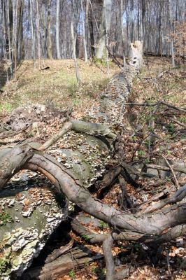 Slanské vrchy, Milíč, 28.3.2014
Bukový les u Karólyho loveckého zámečku.



Klíčová slova: Slanské vrchy Milíč Karólyho lovecký zámeček