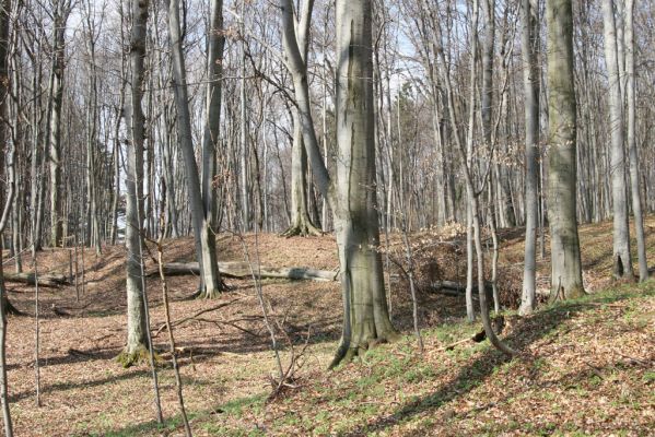 Slanské vrchy, Milíč, 28.3.2014
Bukový les u Karólyho loveckého zámečku.



Klíčová slova: Slanské vrchy Milíč Karólyho lovecký zámeček