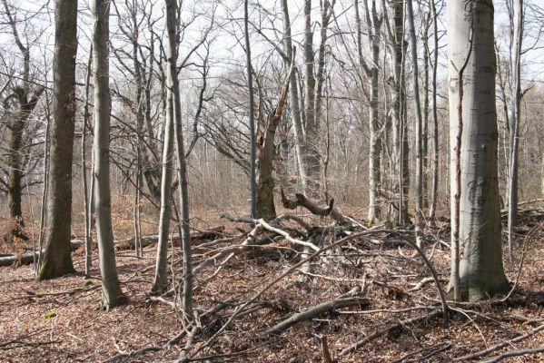 Slanské vrchy, Milíč, 28.3.2014
Bukový les u Karólyho loveckého zámečku.



Schlüsselwörter: Slanské vrchy Milíč Karólyho lovecký zámeček Ischnodes sanguinicollis