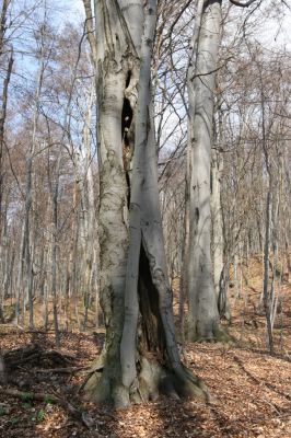 Slanské vrchy, Milíč, 28.3.2014
Bukový les u Karólyho loveckého zámečku.



Mots-clés: Slanské vrchy Milíč Karólyho lovecký zámeček