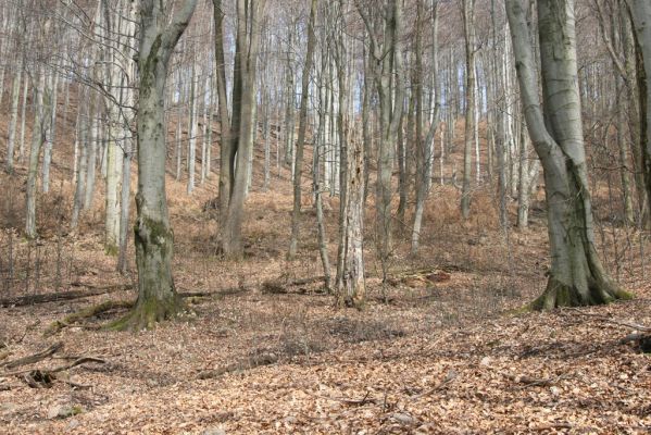 Slanské vrchy, Milíč, 28.3.2014
Bukový les u Karólyho loveckého zámečku.



Mots-clés: Slanské vrchy Milíč Karólyho lovecký zámeček