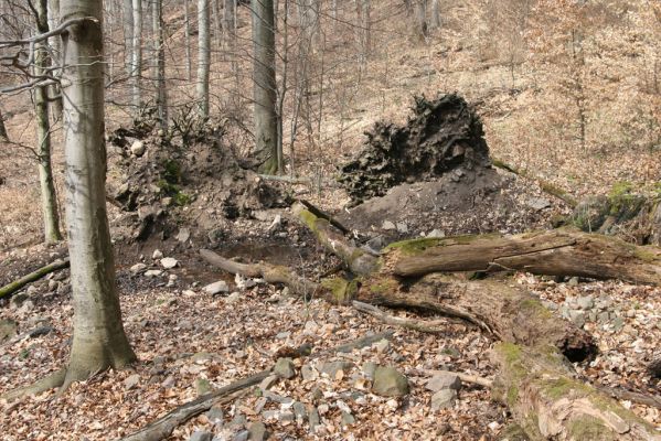 Slanské vrchy, Milíč, 28.3.2014
Marocká hoľa. Les na západním svahu Suché hory.



Klíčová slova: Slanské vrchy Milíč Marocká hoľa Suchá hora