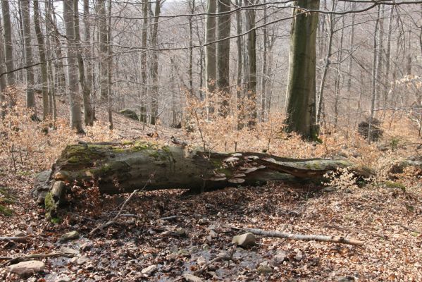 Slanské vrchy, Milíč, 28.3.2014
Marocká hoľa. Les na západním svahu Suché hory.


Klíčová slova: Slanské vrchy Milíč Marocká hoľa Suchá hora