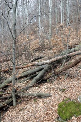Slanské vrchy, Milíč, 28.3.2014
Marocká hoľa. Les na západním svahu Suché hory.



Klíčová slova: Slanské vrchy Milíč Marocká hoľa Suchá hora