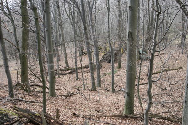 Slanské vrchy, Milíč, 28.3.2014
Marocká hoľa. Les na západním svahu Suché hory.



Klíčová slova: Slanské vrchy Milíč Marocká hoľa Suchá hora