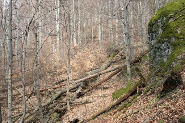 Slanské vrchy, Milíč, 28.3.2014
Marocká hoľa. Les na západním svahu Suché hory.



Klíčová slova: Slanské vrchy Milíč Marocká hoľa Suchá hora