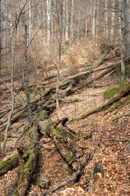 Slanské vrchy, Milíč, 28.3.2014
Marocká hoľa. Les na západním svahu Suché hory.



Klíčová slova: Slanské vrchy Milíč Marocká hoľa Suchá hora