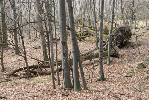 Slanské vrchy, Milíč, 28.3.2014
Marocká hoľa. Les na západním svahu Suché hory.



Klíčová slova: Slanské vrchy Milíč Marocká hoľa Suchá hora