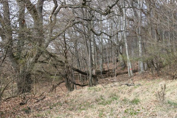 Slanské vrchy, Milíč, 28.3.2014
Marocká hoľa. Les na západním svahu Suché hory.



Schlüsselwörter: Slanské vrchy Milíč Marocká hoľa Suchá hora