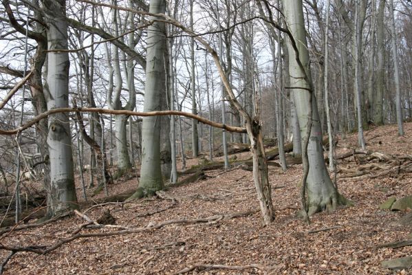 Slanské vrchy, Milíč, 28.3.2014
Marocká hoľa. Les na západním svahu Suché hory.



Klíčová slova: Slanské vrchy Milíč Marocká hoľa Suchá hora