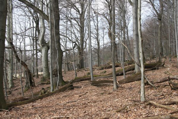 Slanské vrchy, Milíč, 28.3.2014
Marocká hoľa. Les na západním svahu Suché hory.



Klíčová slova: Slanské vrchy Milíč Marocká hoľa Suchá hora