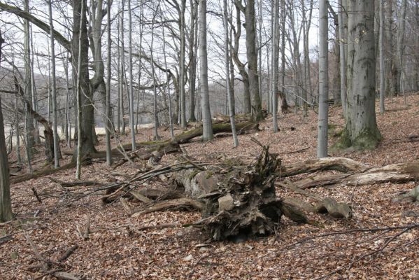 Slanské vrchy, Milíč, 28.3.2014
Marocká hoľa. Les na západním svahu Suché hory.


Klíčová slova: Slanské vrchy Milíč Marocká hoľa Suchá hora
