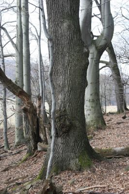 Slanské vrchy, Milíč, 28.3.2014
Marocká hoľa. Les na západním svahu Suché hory.



Klíčová slova: Slanské vrchy Milíč Marocká hoľa Suchá hora