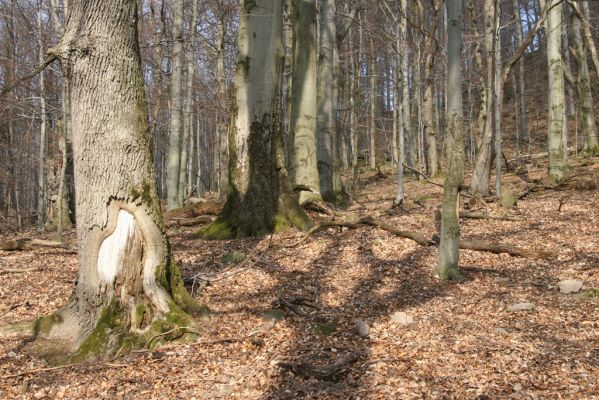 Slanské vrchy, Milíč, 28.3.2014
Marocká hoľa. Les na západním svahu Suché hory.



Klíčová slova: Slanské vrchy Milíč Marocká hoľa Suchá hora