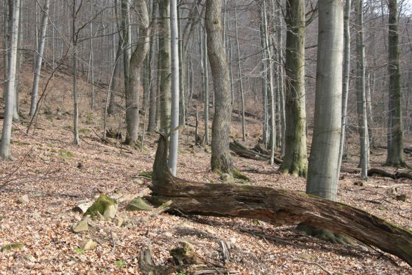 Slanské vrchy, Milíč, 28.3.2014
Marocká hoľa. Les na západním svahu Suché hory.



Schlüsselwörter: Slanské vrchy Milíč Marocká hoľa Suchá hora