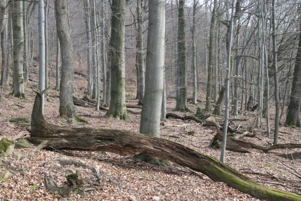 Slanské vrchy, Milíč, 28.3.2014
Marocká hoľa. Les na západním svahu Suché hory.


Klíčová slova: Slanské vrchy Milíč Marocká hoľa Suchá hora