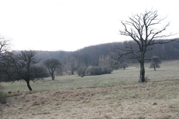 Slanské vrchy, Milíč, 28.3.2014
Marocké louky.



Klíčová slova: Slanské vrchy Milíč Marocké louky