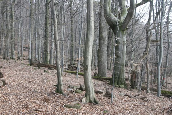 Slanské vrchy, Milíč, 28.3.2014
Marocká hoľa. Les na západním svahu Suché hory.


Klíčová slova: Slanské vrchy Milíč Marocká hoľa Suchá hora