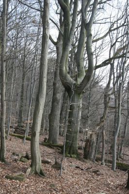 Slanské vrchy, Milíč, 28.3.2014
Marocká hoľa. Les na západním svahu Suché hory.



Klíčová slova: Slanské vrchy Milíč Marocká hoľa Suchá hora