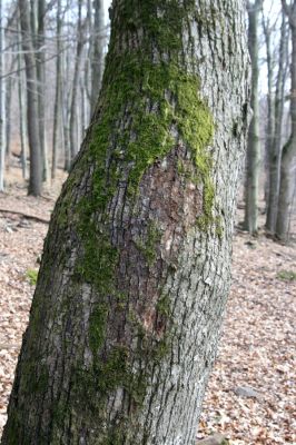 Slanské vrchy, Milíč, 28.3.2014
Marocká hoľa. Les na západním svahu Suché hory. Biotop kovaříka Calambus bipustulatus.



Klíčová slova: Slanské vrchy Milíč Marocká hoľa Suchá hora Calambus bipustulatus