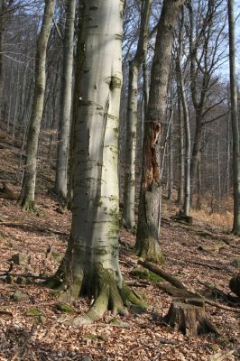 Slanské vrchy, Milíč, 28.3.2014
Marocká hoľa. Les na západním svahu Suché hory.



Klíčová slova: Slanské vrchy Milíč Marocká hoľa Suchá hora